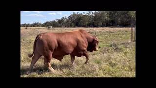 Lot 34 Coolibah Stirling 3523 PH [upl. by Ytsim]