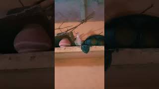 Chhota Sa baby pigeon Safed baby pigeon [upl. by Terencio]