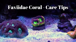 Favites Coral Care Tips [upl. by Hardi842]