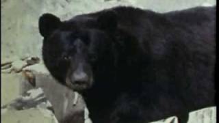 The Black Bear [upl. by Arlynne]