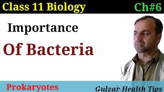 Importance of bacteria  Prokaryotes  Class 11 biology [upl. by Prosper]