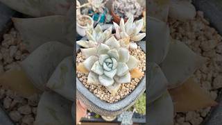 Echeveria colorata Mexican Giant echeveria succulentvarieties plants succulentobsession [upl. by Arianna]