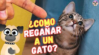 👿 ¿COMO REGAÑAR A UN GATO CORRECTAMENTE 👿 [upl. by Narcho554]