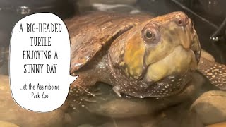 A BigHeaded Turtle Enjoying a Sunny Day at the Assiniboine Park Zoo papaatthezoo [upl. by Judus]