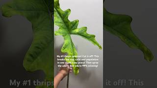 Thrips ruining your week thedevil pest thrips alocasia plantmaintenance [upl. by Winifield836]