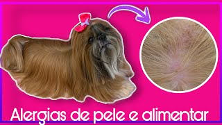 VETERINÁRIO DERMATOLOGISTA  CYTOPOINT  COCEIRA  LAMBENDO AS PATAS  BABALÚ SHIHTZU [upl. by Esirec949]