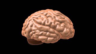 Meninges and Cistern of Brain Neuroanatomy Explained Easy [upl. by Gottfried]