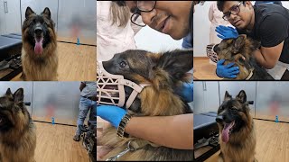 Chiropractic treatment of dog in India hip dislocated [upl. by Malek]