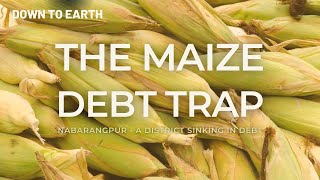 The Maize Debt Trap  Why are tribal farmers in this Odisha district caught in a loop of debt [upl. by Eryn]