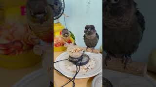 തലമേൽ l Mittu amp Kallu My companion l How to Train Parrots or Pet Birds parrottraining [upl. by Petulia]