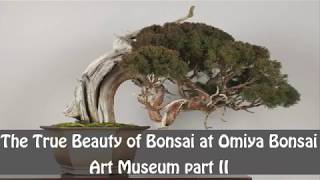 The True Beauty of Bonsai at Omiya Bonsai Art Museum part II [upl. by Vladi]