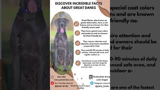 Discover Incredible Facts About Great Danes petsbirds [upl. by Misa]