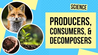 Producers Consumers and Decomposers  Science Lesson [upl. by Etnaud]