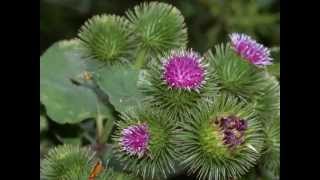 Arctium lappa [upl. by Demeyer]