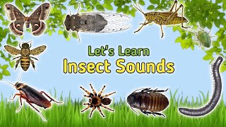 Insect Melodies Magic  Bees Katydid Grasshopper Cricket Sounds for Kids 2023  Insect Sounds [upl. by Cathie222]