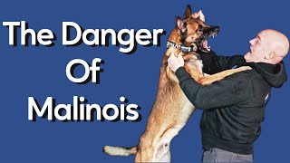 Most Dangerous Thing About Owning Malinois [upl. by Nudnarb]