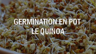 Germination Quinoa rouge amp blanc [upl. by Zaneta]