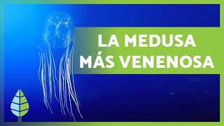 Avispa de mar ☠️ La MEDUSA más VENENOSA 5000 Muertos [upl. by Ellesirg]