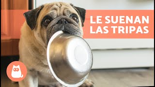 ¿Por qué a mi PERRO le suenan MUCHO las TRIPAS 🐶🔊 6 Causas [upl. by Wallinga427]