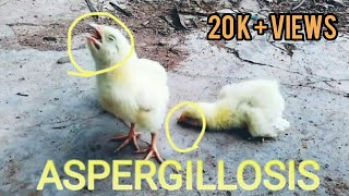 Aspergillosis Brooder pneumonia infection in chickens introduction  symptoms  and treatment [upl. by Tini]