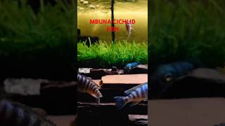 mbuna fishaquascape trending shorts shortsfeed trending reel short shortvideo [upl. by Allan]