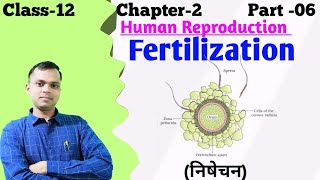 Fertilization of egg and sperm in human  How does fertilization occur in human [upl. by Oderfigis]