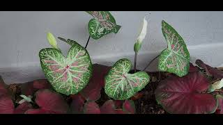 Caladiums Do Have a BLOOM [upl. by Fahy538]