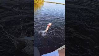 Fishing from the old kayak in Mosquito Lagoon kayakfishing inshorefishing [upl. by Westleigh]