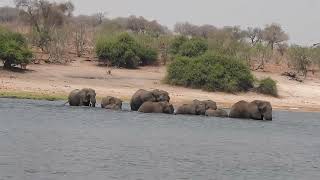 Elephants River Crossing Chobe Botswana [upl. by Aleira]