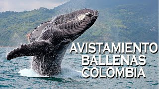 Tour Avistamiento de Ballenas en Colombia Excursiones [upl. by Tem]