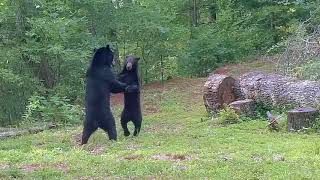 Black Bears Dance [upl. by Adyela]