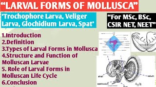 Larval Form of Mollusca  Trochophore Larva  Veliger Larva  Glochidium Larva  Spat  Larval Form [upl. by Salesin543]