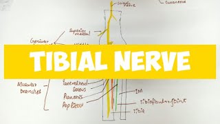 TIBIAL NERVE  Anatomy 🔥🔥 [upl. by Asli268]