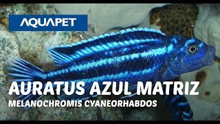 Auratus Azul Matriz MELANOCHROMIS CYANEORHABDOS [upl. by Hailee]