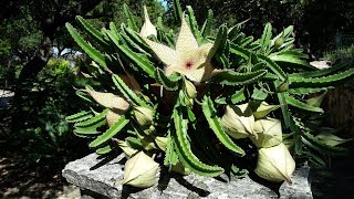 How to Grow Stapelia Daphne Richards Central Texas Gardener [upl. by Iggem]