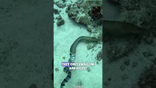 Sea krait throws up an eel  Sea krait vs Eel seakrait eel wildlife [upl. by Harrat]