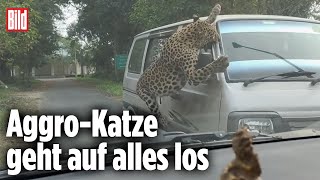 Leopard greift Kleinbus an Raubkatze dreht durch  Indien [upl. by Inhoj]