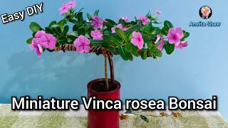 How to make a Vinca rosea Bonsai Sadabahar bonsai Grow Periwinkle in a tree style amritashaw [upl. by Valdas344]