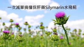 一次減單搞懂保肝藥Silymarin水飛薊 [upl. by Bamby]