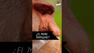 EL MONO CON LA NARIZ MÁS GRANDE ¿POR 😮🙉 Shorts Curiosidades SabiasQue [upl. by Ettenil234]