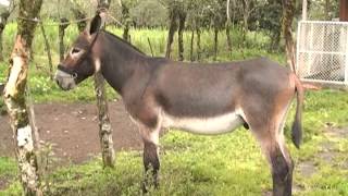 Finca La Guaria Criadero de Burros y Mulas parte 2 [upl. by Nnylav584]