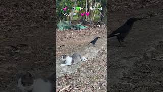 💕🐾🐦🩷He’s Behind You🐦🐾💕💚 australianwildlife cat currawong [upl. by Eisenstark960]