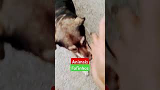 Animais fofinhos que gostamos de qual você gosta [upl. by Nordin]