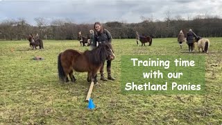 Training time with our Shetland Ponies TV Episode 479 [upl. by Gona]