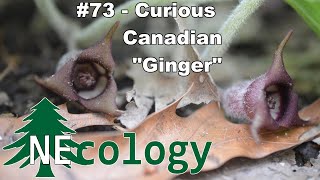 NEcology 73  Curious Canadian quotGingerquot [upl. by Ras]