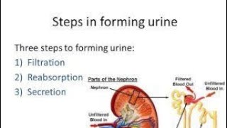 Process of Urine formation by Lecturer Rizwana Naseem [upl. by Valle]