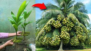 Great skill i Growing Coconut Tree Using Coconut Leaves [upl. by Nonnahc59]