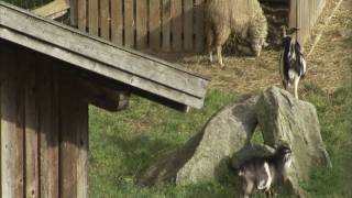 Video zum Tourismusaward Bayerischer Wald 2010 [upl. by Halsy]