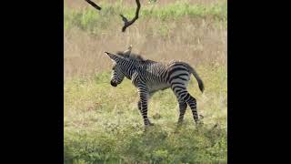 wildlife zebra safari funny animals subscribe to my channel [upl. by Alludba]