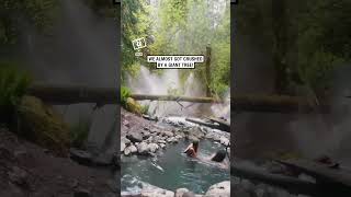 Tree falls next to their hot spring 😳 🎥 Collabashleyyrae [upl. by Ardnaxela]